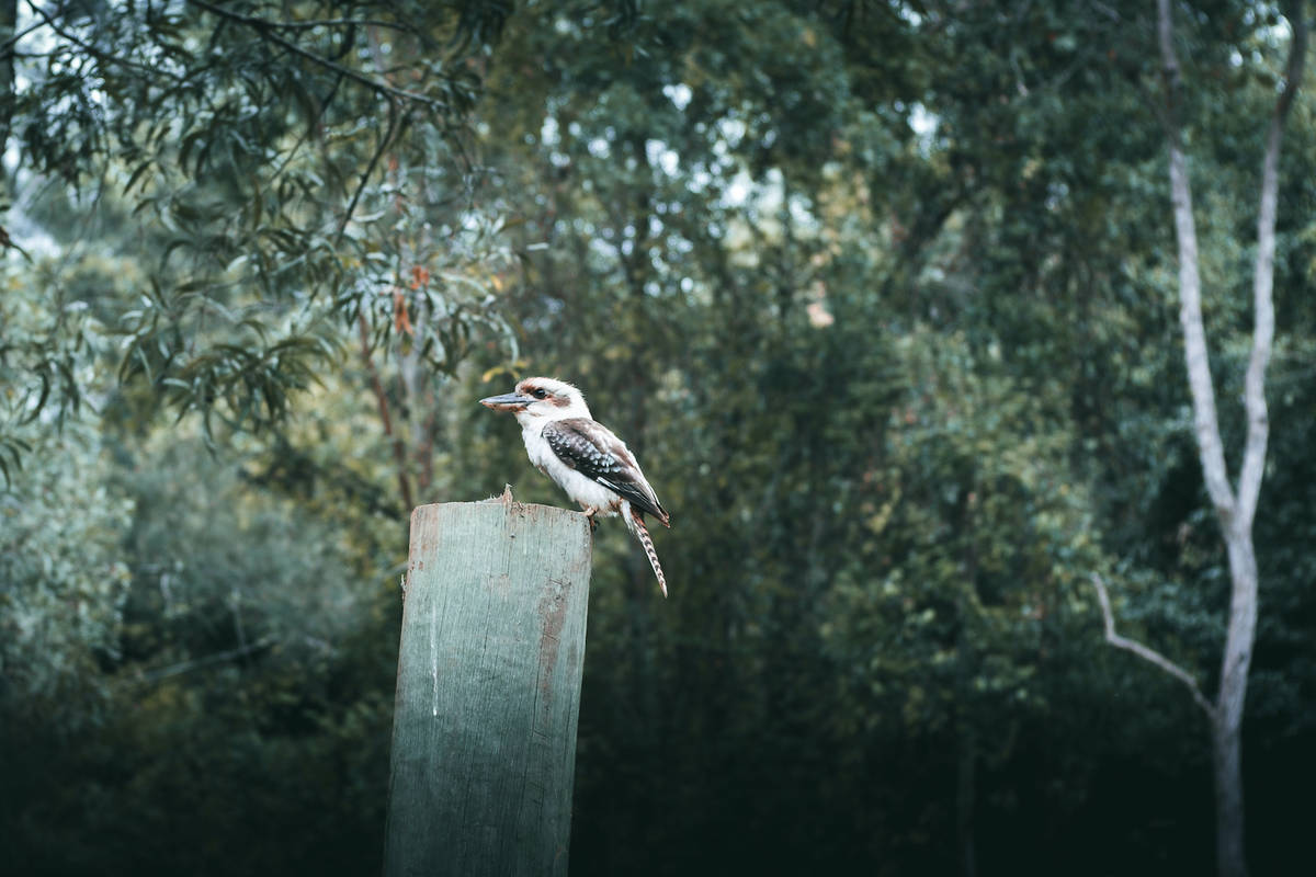 A kookaburra in the natural bush setting of Banks Creek Retreat.